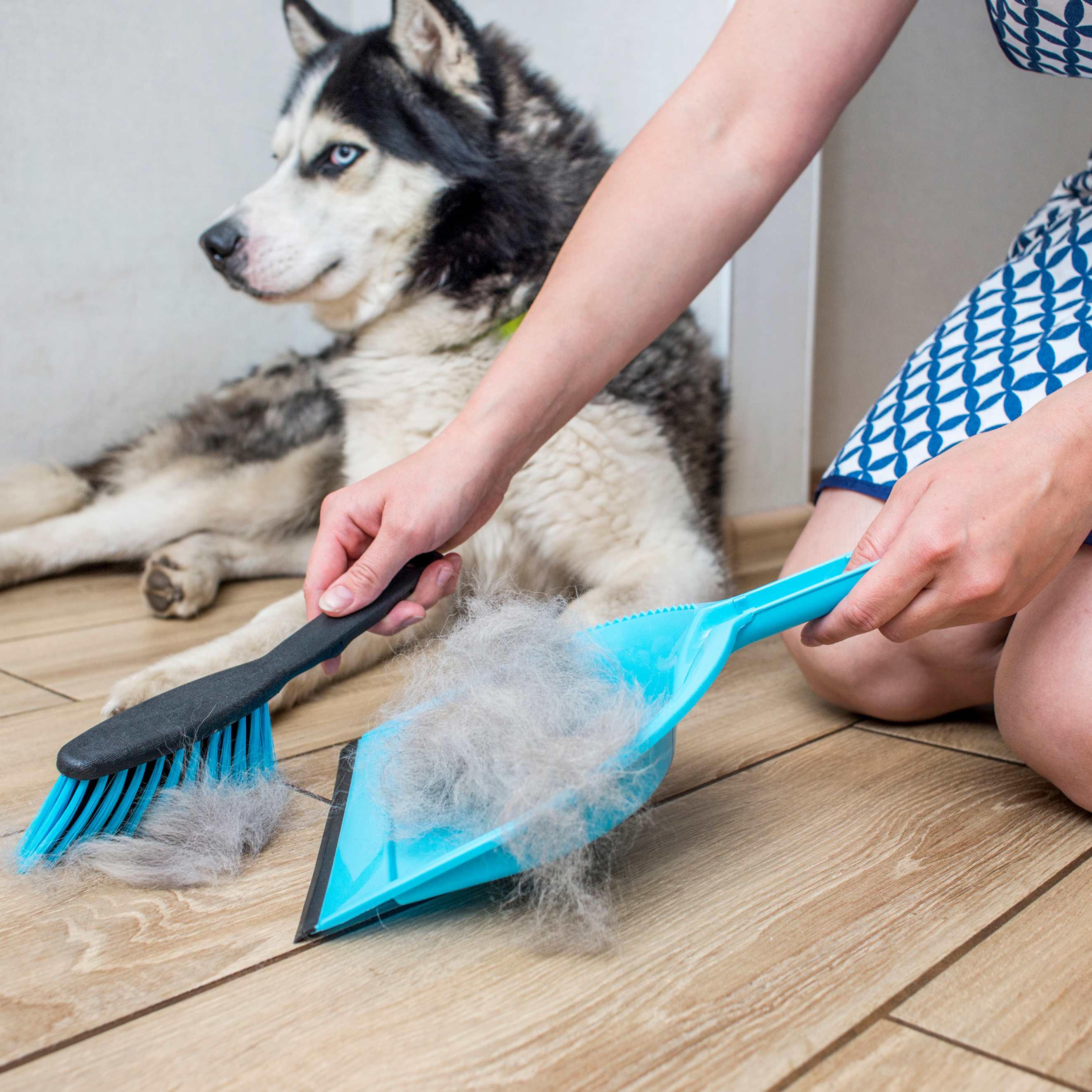 Person sweeping pet fur into a blue dustpan beside a resting husky on a hardwood floor
