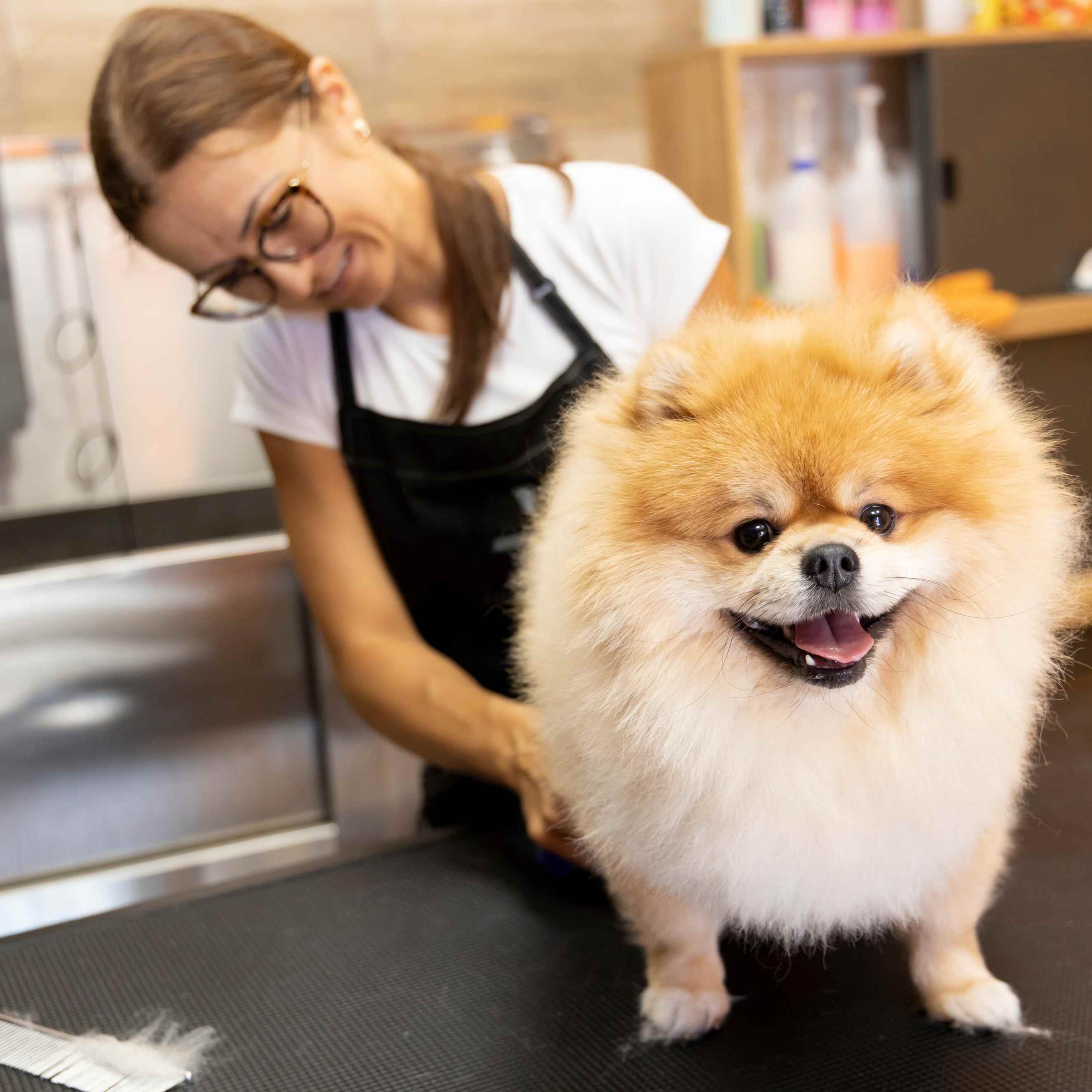Groomer brushing a fluffy Pomeranian puppy on a grooming table in a salon