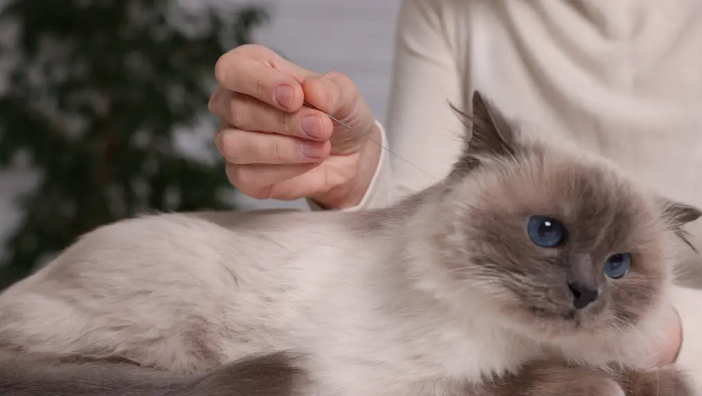 Long-haired cat receiving acupuncture from a practitioner in a calm indoor setting