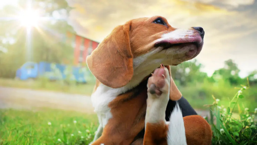 Beagle scratching its neck with a hind paw while sitting on grass in a sunny backyard