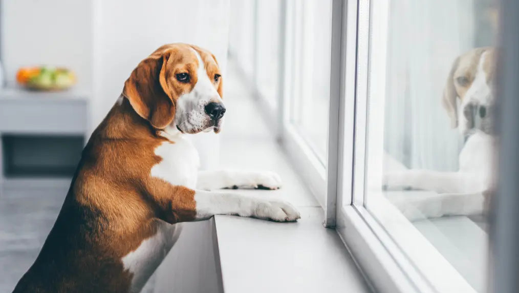 Brown and white dog standing at a windowsill with paws on the ledge, looking out with its reflection in the glass