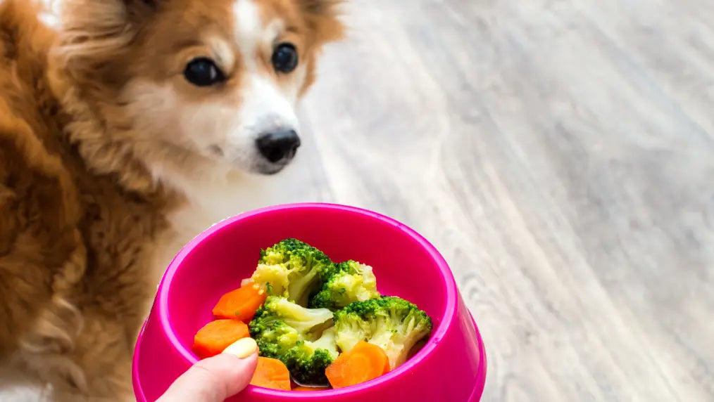 Small brown-and-white dog looking at a pink bowl of steamed broccoli and sliced carrots on a light wood floor