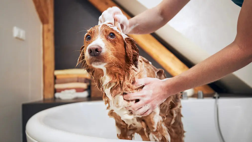 Brown-and-white dog being bathed and lathered with shampoo in a home bathtub, person’s hands washing its coat