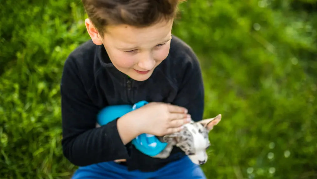 Boy holding a small merle puppy and a blue toy while sitting on grass