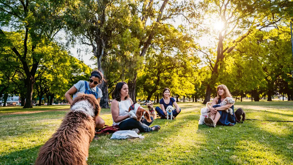 Group of people sitting on grass with multiple dogs in a sunny, tree-lined dog park, owners socializing and supervising pets