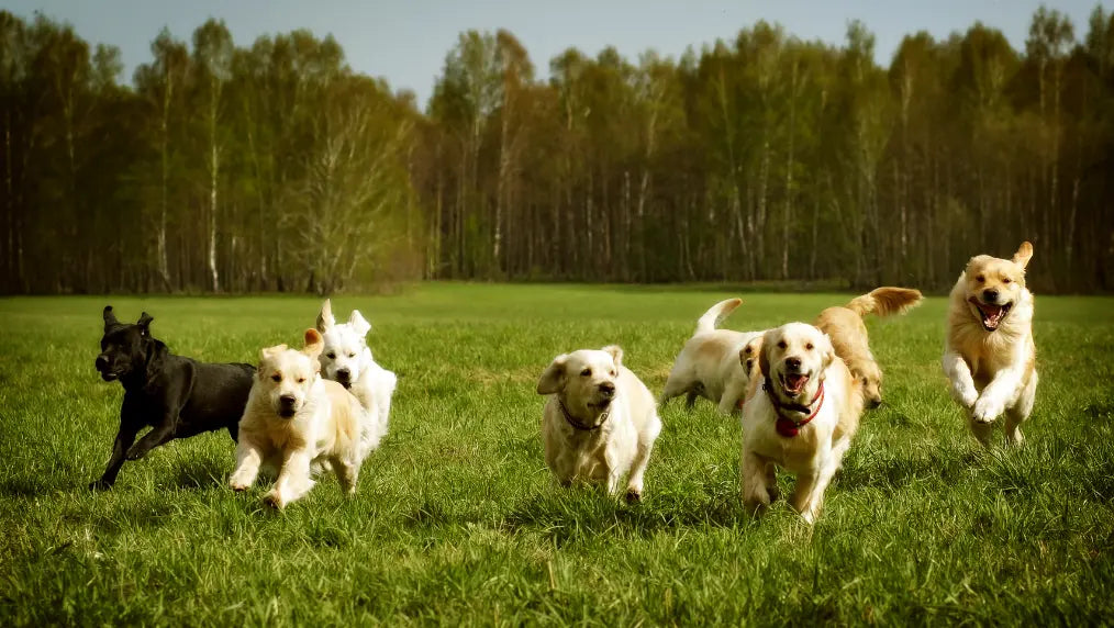 Group of dogs running across a grassy field toward the camera with trees in the background