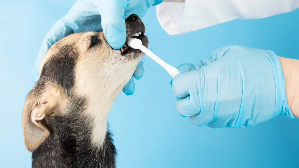 Dog having teeth brushed with a small toothbrush by gloved hands against a light blue background