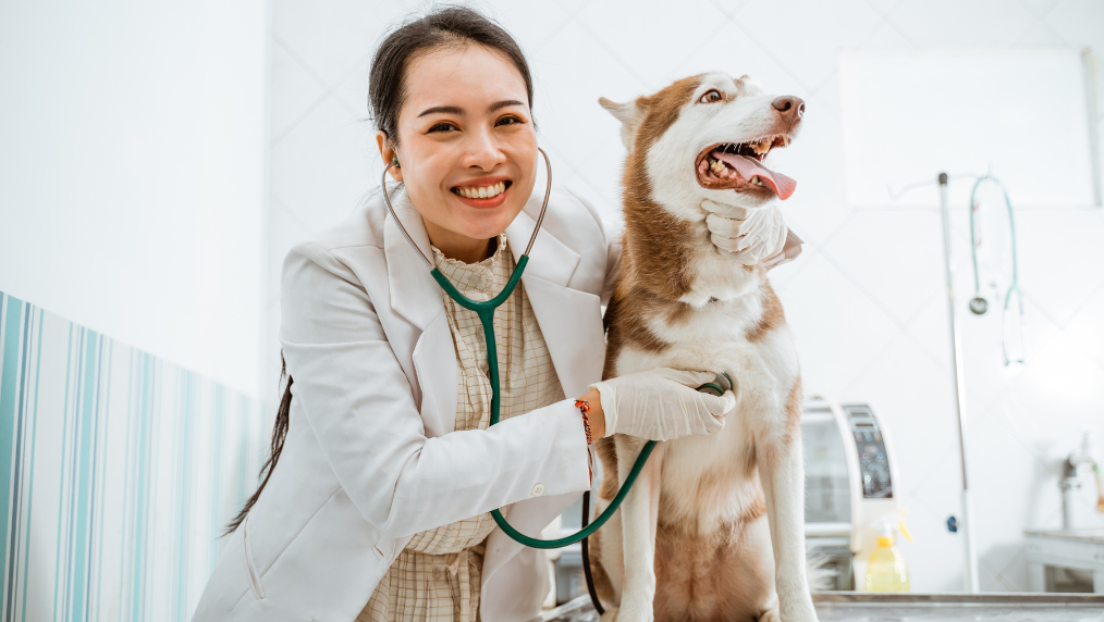 Smiling veterinarian listening to a brown-and-white husky with a stethoscope on an exam table in a bright clinic