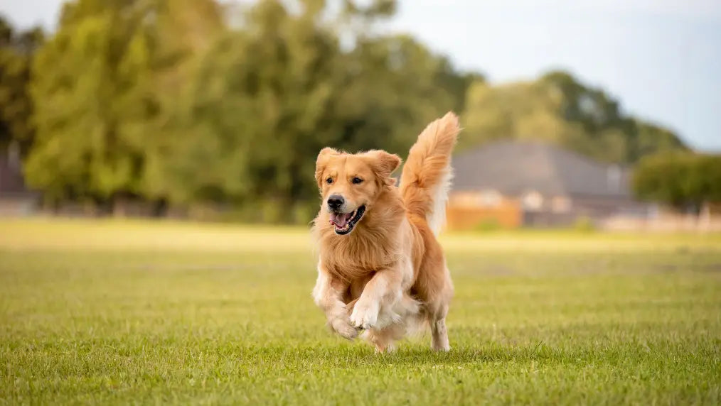 Golden retriever running across a grassy field with trees and houses in the background