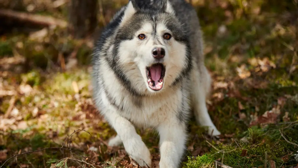 Large gray-and-white husky-like dog lunging forward with mouth open on a leaf-strewn forest floor