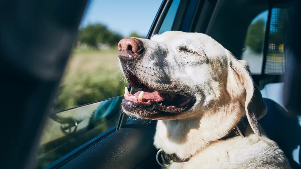 Light-colored dog with collar leaning out a car window, eyes closed and smiling while enjoying a sunny road trip breeze