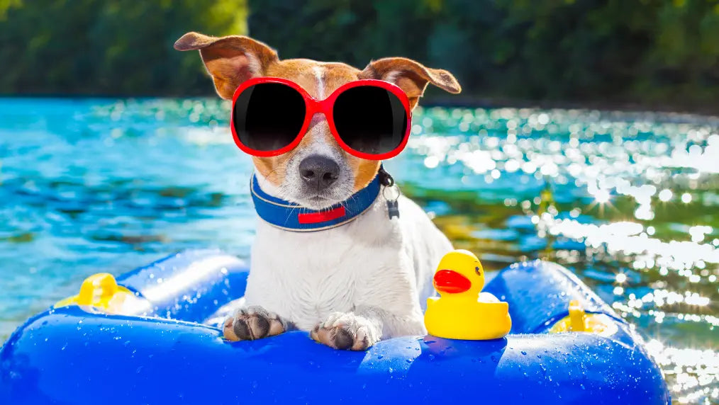 Dog wearing red sunglasses lounging on a blue inflatable raft with a yellow rubber duck on a sunlit lake