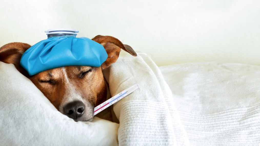 Sick dog resting under a white blanket with an ice pack on its head and a thermometer in its mouth