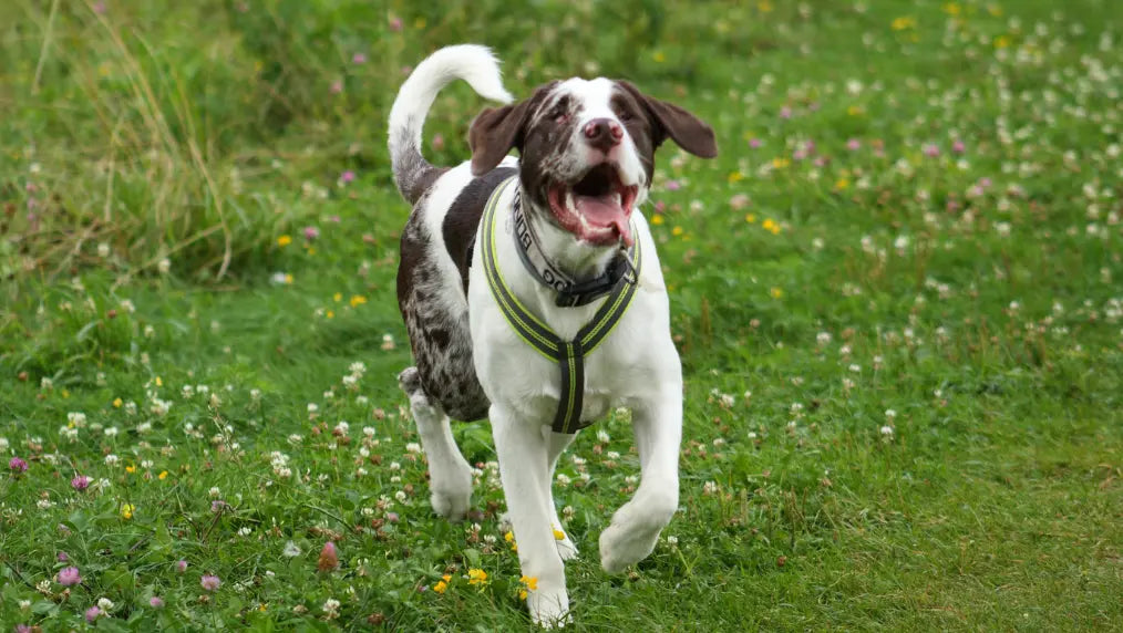 Brown-and-white dog running across a clover-filled grassy field wearing a reflective harness, tongue out