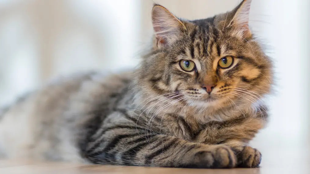 Long-haired brown tabby cat lying on a tabletop, looking at the camera with a softly blurred indoor background