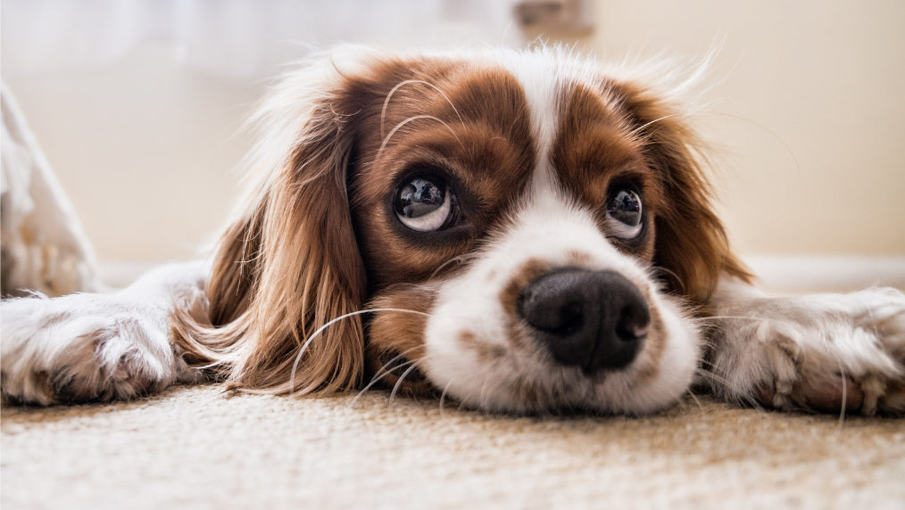 Close-up of a brown-and-white dog lying on a carpet with its head on its paws and wide, glassy eyes