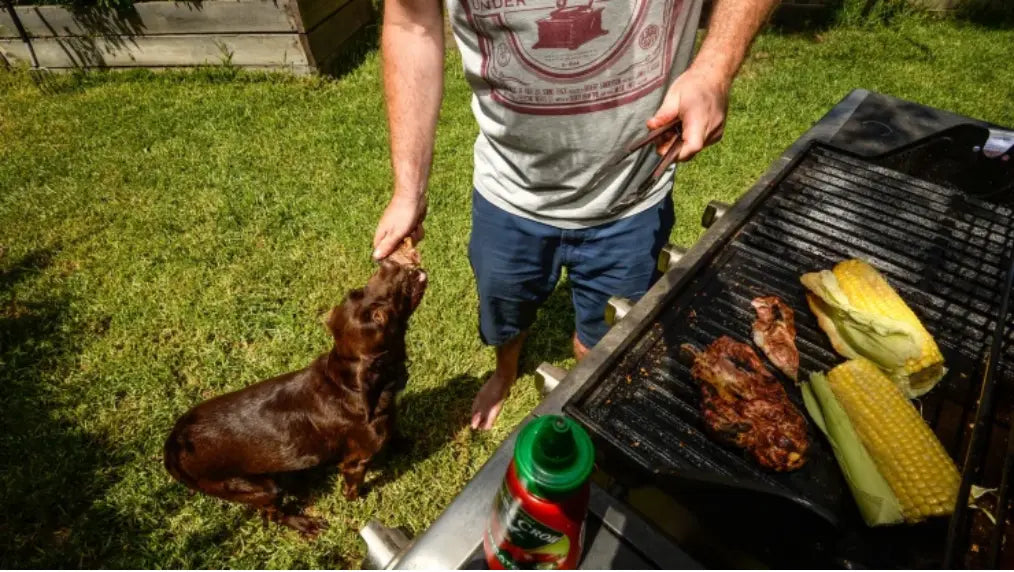 Man feeding a bite of grilled meat to a brown dog beside a backyard grill with corn on the cob