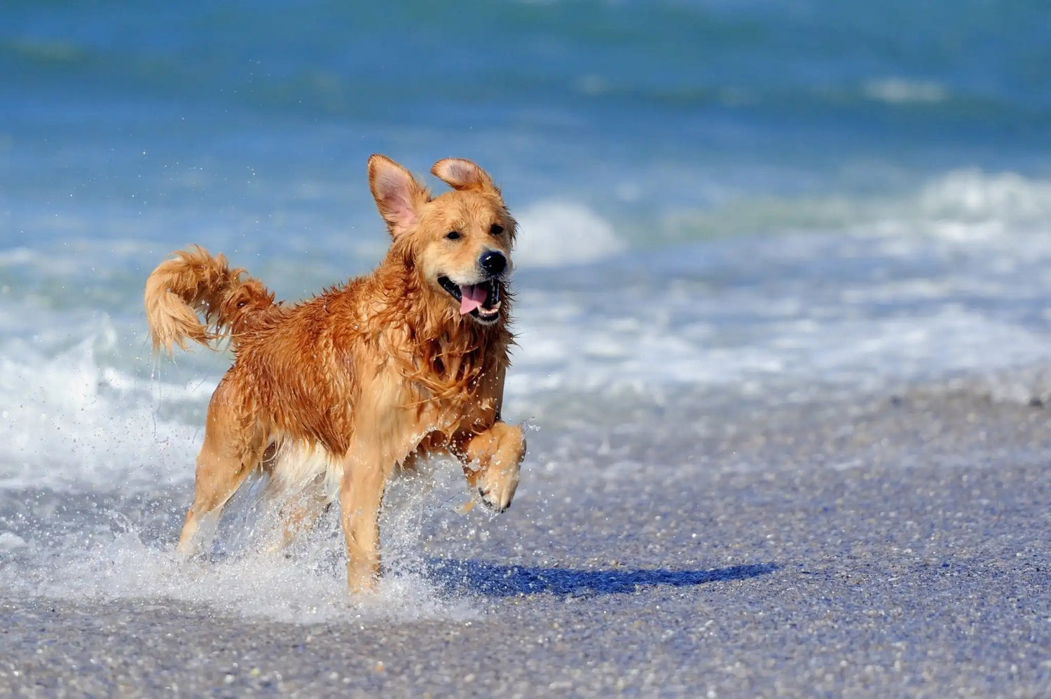Golden retriever running through shallow surf on a sunny beach