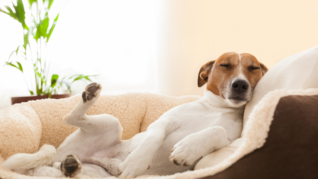 Brown-and-white dog sleeping on its back in a plush cream dog bed near a sunlit window