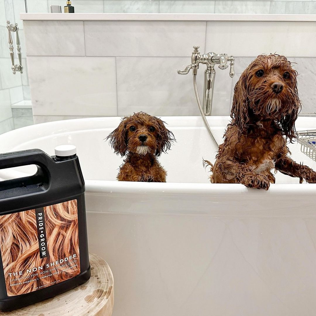 Two small wet brown dogs in a white bathtub with a jug of The Non Shedder shampoo on a wooden stool