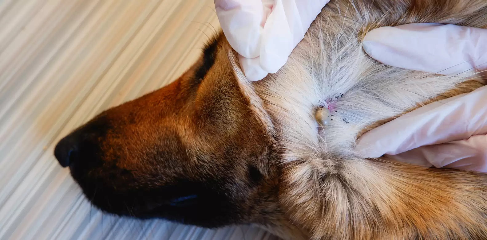 Dog’s neck being inspected for an attached tick by gloved hands