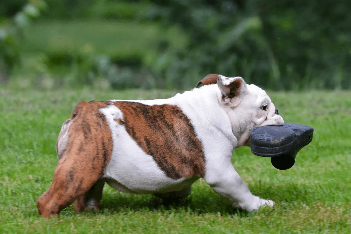 Brindle-and-white bulldog carrying a black shoe while trotting across a grassy yard