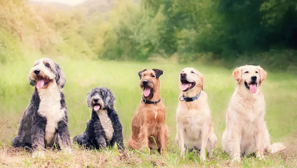 Five dogs of different breeds sitting on grass in a sunlit field, all facing the camera with tongues out