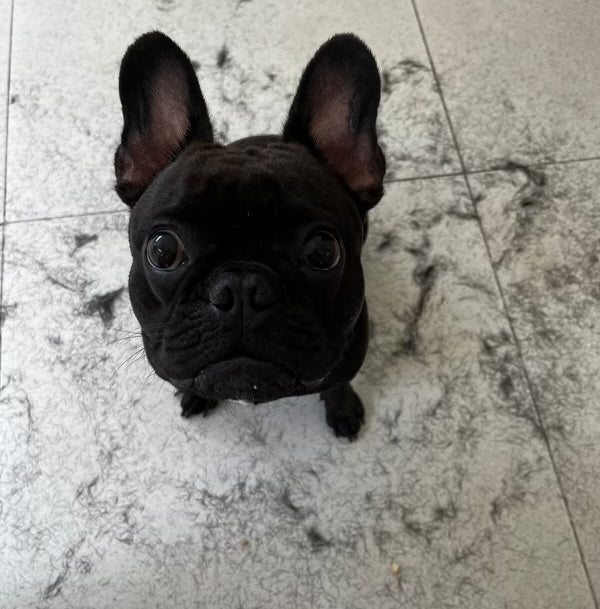Black French bulldog sitting on a tiled floor surrounded by loose fur