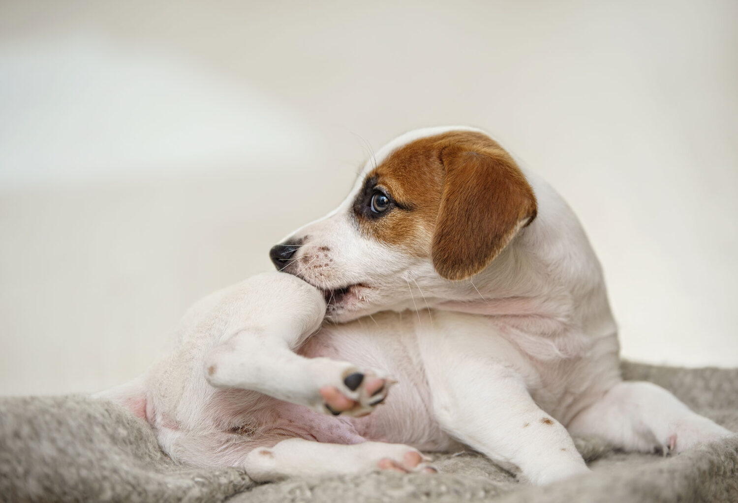 Puppy biting its hind leg while resting on a soft gray blanket