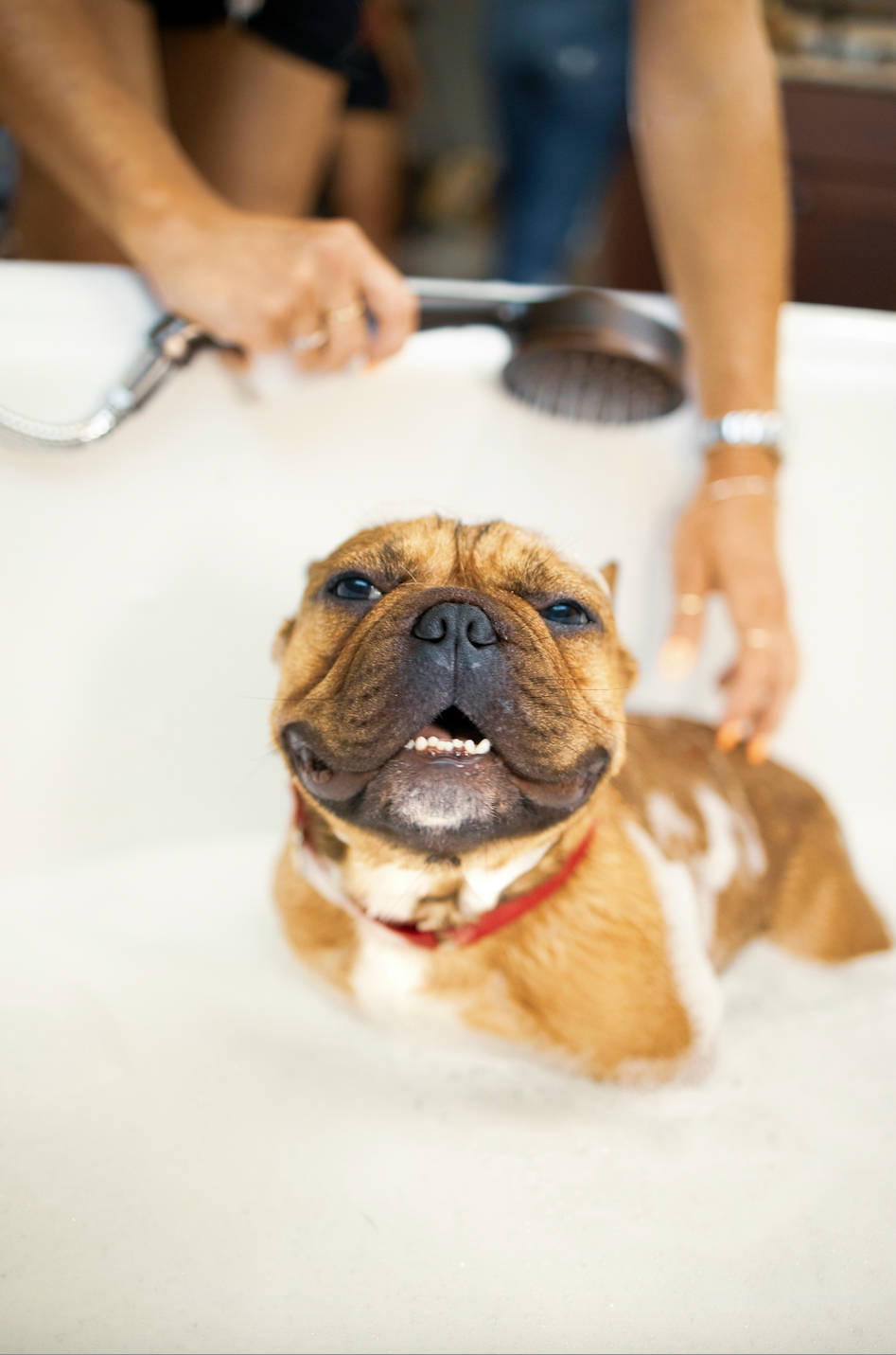 Small brown dog in a soapy bath looking content while a person rinses it with a handheld shower in a white tub
