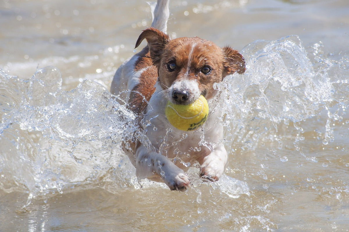 Small brown-and-white dog running through shallow water carrying a yellow tennis ball toward the camera