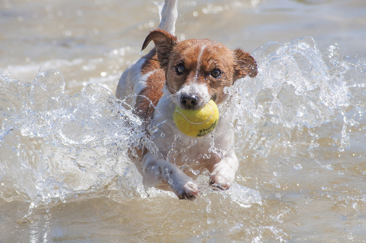 Small brown-and-white dog running through shallow water carrying a yellow tennis ball toward the camera