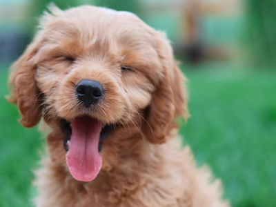 Smiling apricot Goldendoodle puppy with eyes closed and tongue out on green grass