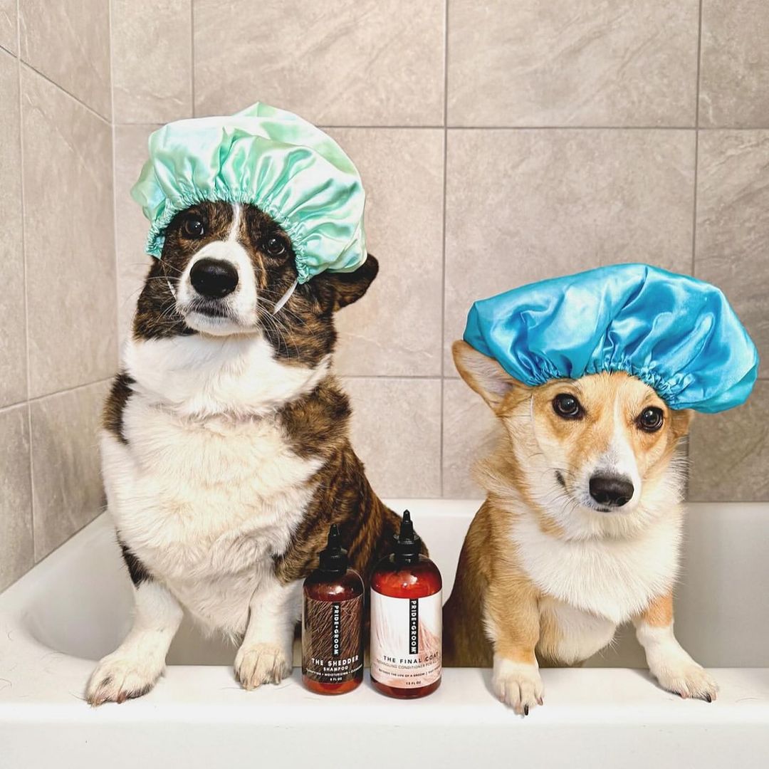 Two corgis in mint green and blue shower caps sitting in a bathtub with two dog shampoo bottles on the tub edge