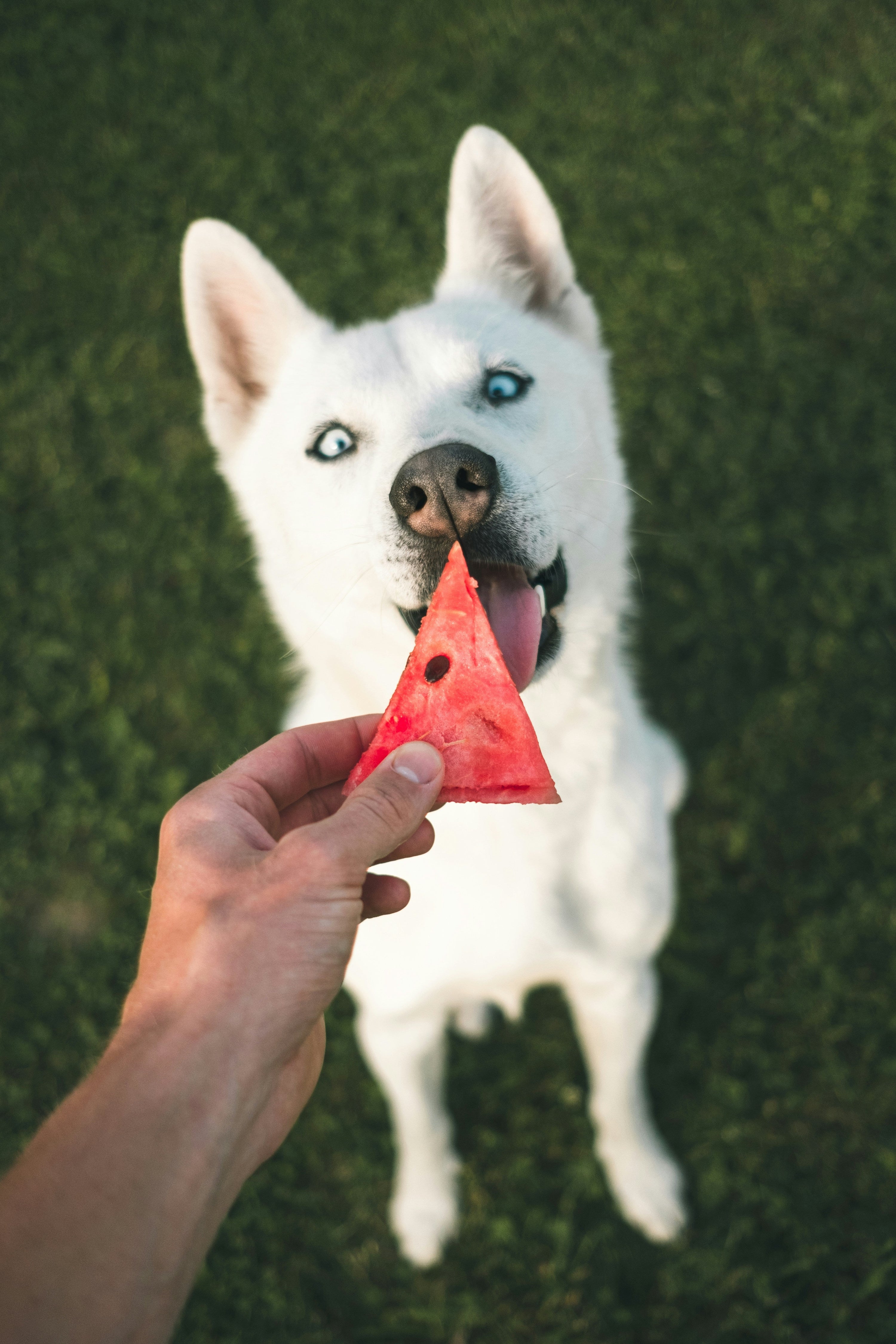 White dog with blue eyes reaching for a triangular watermelon slice held by a hand over grass