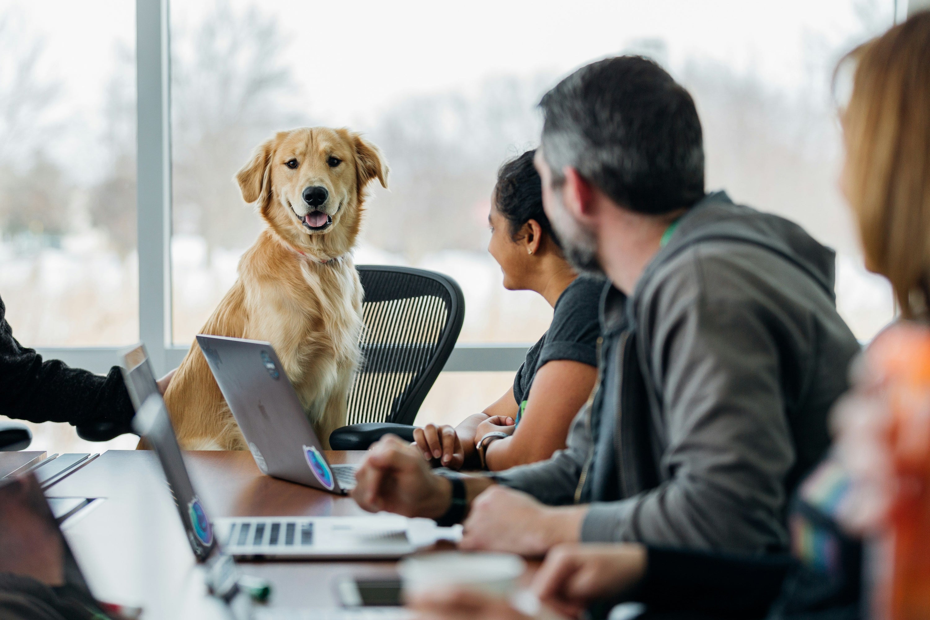 Golden retriever sitting at a conference table as colleagues work on laptops in a bright office