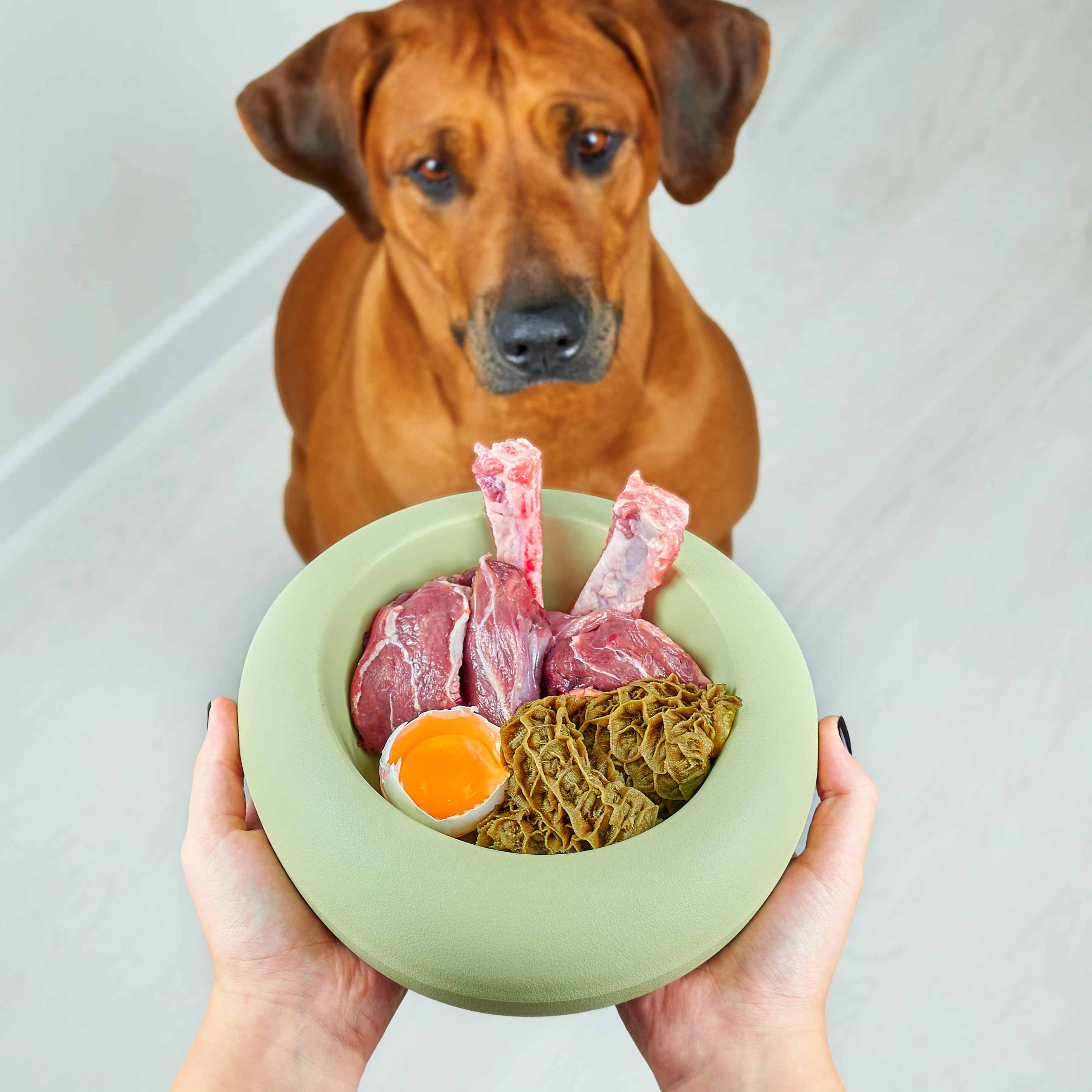 Brown dog staring at a green bowl of raw meat, rib bones, egg yolk, and tripe held in hands