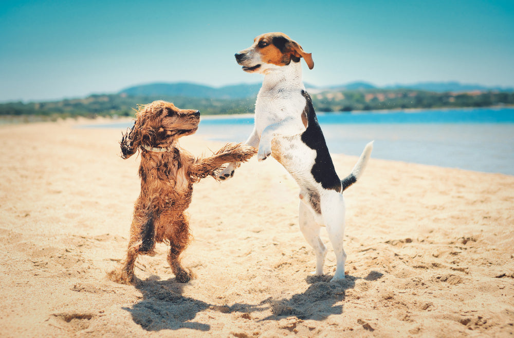 Two dogs standing on hind legs playfully touching paws on a sunny sandy beach with blue sea and distant hills