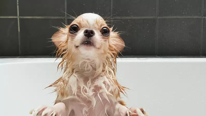Wet long-haired chihuahua standing with paws on the bathtub rim in a white tub against a dark tiled wall