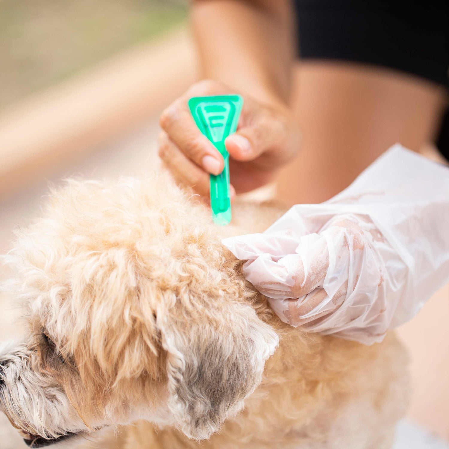 Person applying green topical flea treatment to a small fluffy dog’s neck while wearing a disposable glove