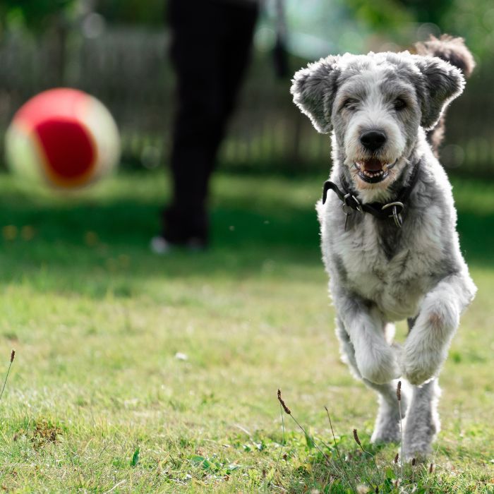 Mixed-breed dog running toward camera on a grassy lawn with a red ball and a blurred person in the background