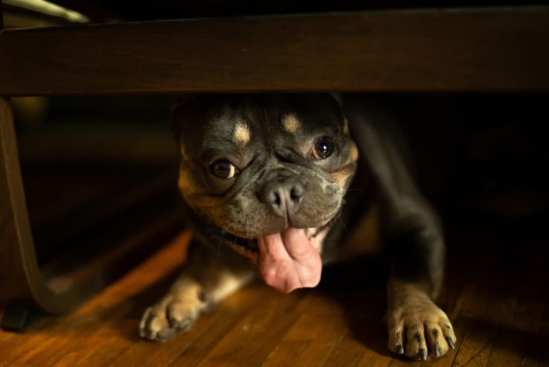 Small black-and-tan dog panting under a wooden chair on a hardwood floor