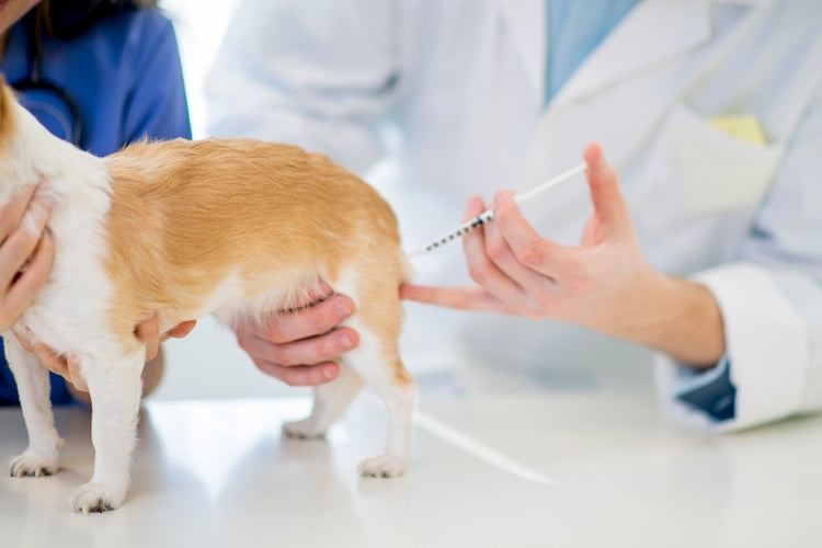 Small tan-and-white dog receiving a rabies vaccination from a veterinarian in a clinic
