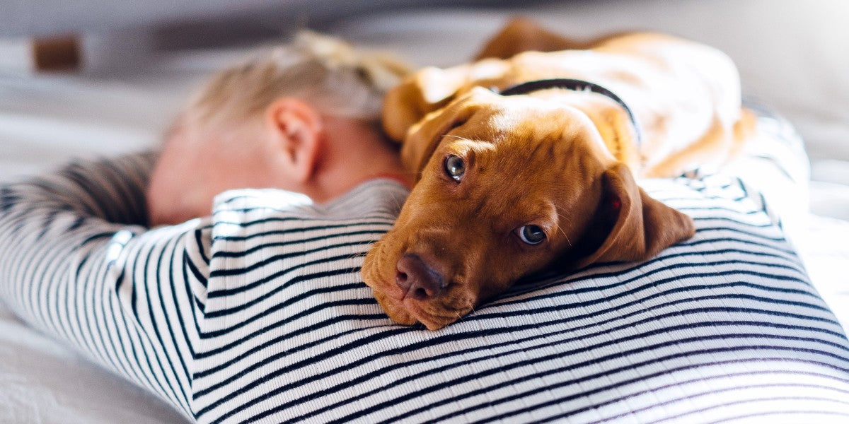 Brown puppy resting its head on a person’s back as they lie face down on a striped shirt in bed