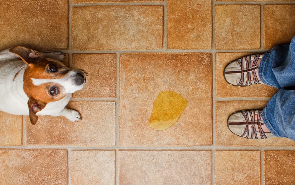 Overhead view of brown-and-white terrier sitting beside a yellow pee puddle on a tiled floor with a person’s sandals nearby