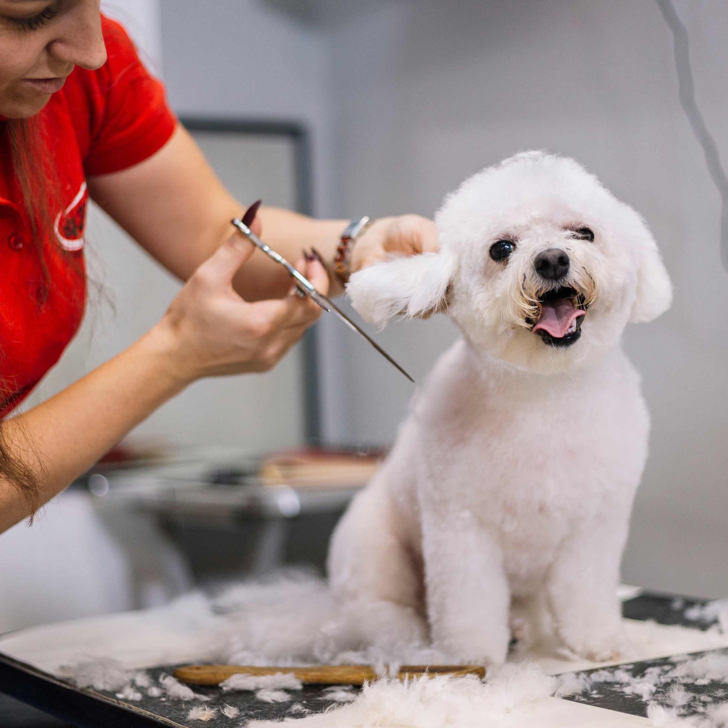 Groomer trimming a white poodle’s ear with scissors on a grooming table, dog panting with tongue out