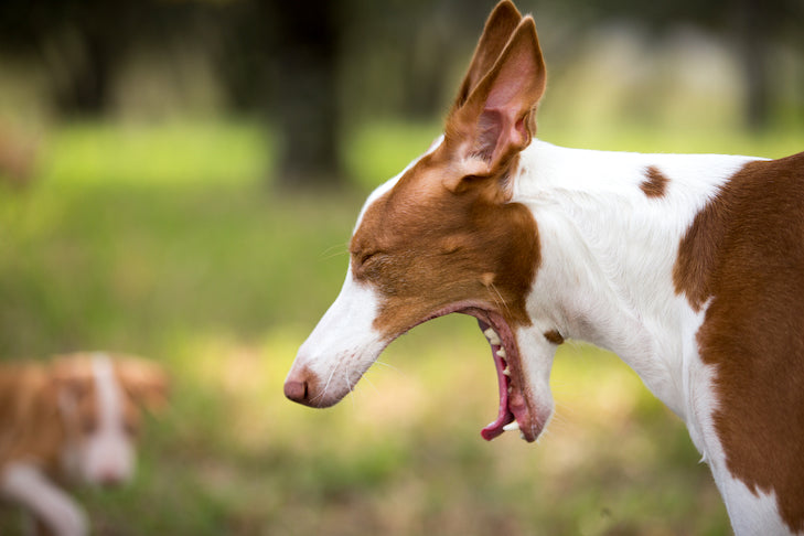 Brown-and-white dog yawning outdoors in a grassy area with a second dog blurred in the background
