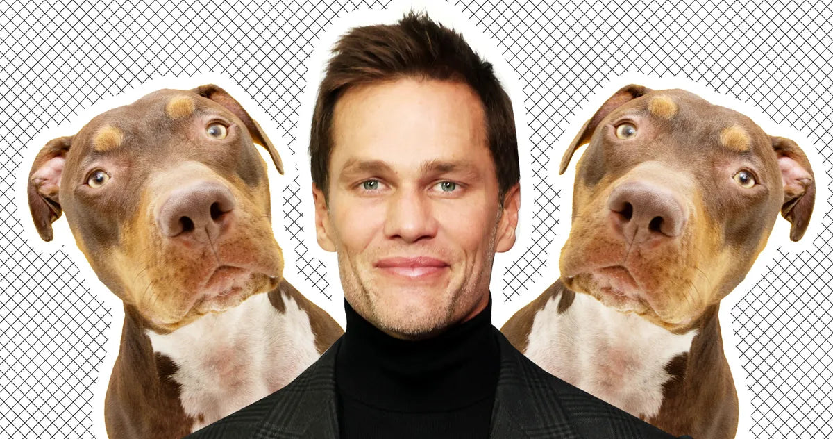 Man posed between two brown-and-tan pit bull-type dogs against a white background with a black grid pattern