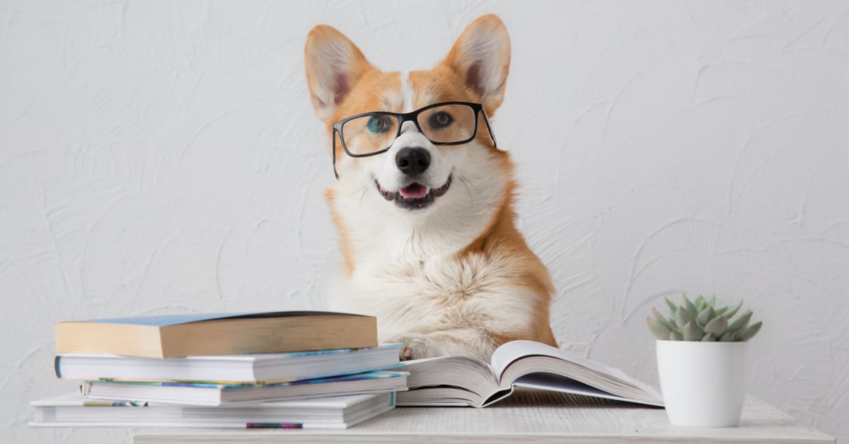 Corgi wearing black glasses sits behind open books at a white table with a small potted succulent