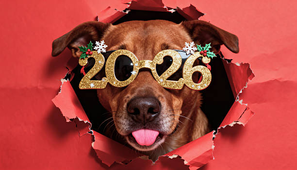Brown dog wearing glitter 2026 New Year’s glasses poking head through torn red paper, tongue out